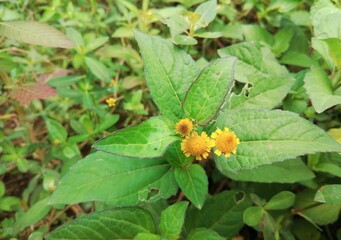 photo of legetan plant, scientific name is Spilanthes acmella
