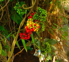 photo of wild fruit that usually grows around the riverside