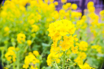 菜の花 春 黄色 なのはな 美しい 満開 かわいい 美しい 満開 自然 