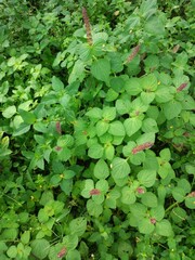 Acalypha australis plant photo