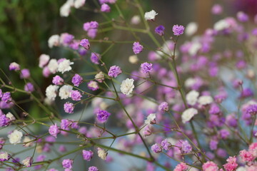 Blooming cone stone flower and green leaves，Gypsophila paniculata