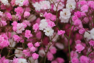 Fototapeta premium Blooming cone stone flower and green leaves，Gypsophila paniculata