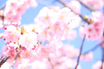 Fototapeta na wymiar 桜 満開 春 サクラ さくら ピンク 花びら 新生活 卒業 入学 美しい 淡い かわいい 優美
