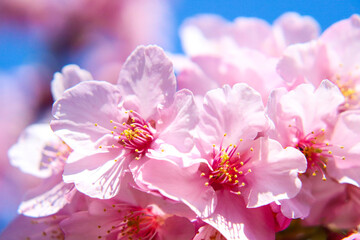 桜 花見 淡い 美しい 満開 春 穏やか ピンク 入学 卒業 新生活 かわいい