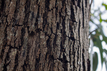 tree bark texture