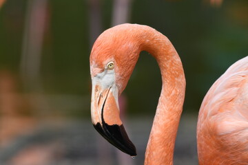 ベニイロフラミンゴ