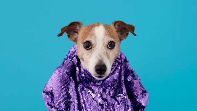 Funny Jack Russel terrier dog wearing stylish purple clothes decorated with shiny paillettes on light blue background closeup