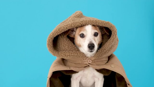 Cute Jack Russel terrier dog wearing warm beige jacket with large furry hood poses for camera on blue background closeup