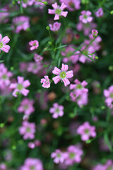 Fototapeta premium Blooming cone stone flower and green leaves，Gypsophila paniculata