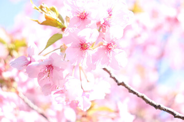 ピンク 桜 サクラ 満開 春 かわいい 美しい 淡い 春 花見 新生活 入学 卒業