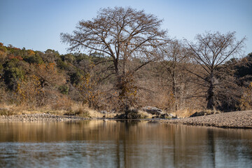 Fototapeta na wymiar Tree by lake at pedernales falls state park texas
