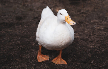 Comical Ducks