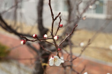 Plum Blossom in spring