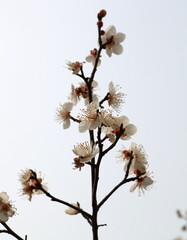 Plum Blossom in spring