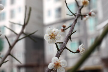 Plum Blossom in spring