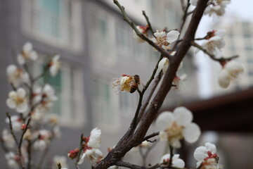 Plum Blossom in spring