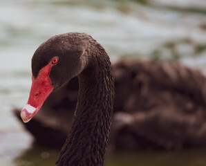 Graceful Swans