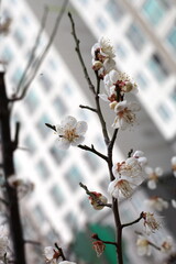 Plum Blossom in spring