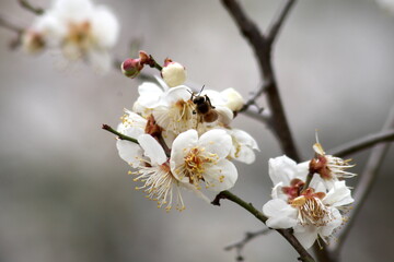 Plum Blossom in spring