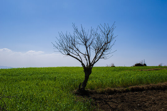 Beautiful single tree in green fields landscape picture