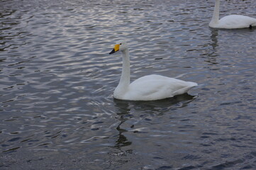 Obraz premium 厳しい寒さを避けて越冬で飛来地へと渡ってきた、美しい白い羽毛のオオハクチョウ