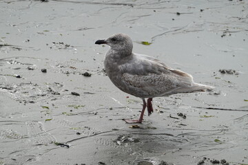 A juvenile herring gull at Alki beach in Seattle, WA, USA