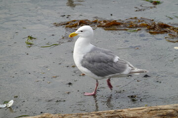 Obraz premium A seagull, or Gull, is walking on the beach.