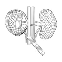 Kidneys human anatomy internal organ with magnifying glass. Medicine science technology concept. Wireframe low poly mesh vector illustration