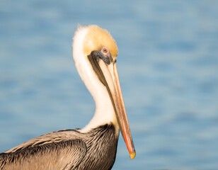 Pelicans of Surf City, NC