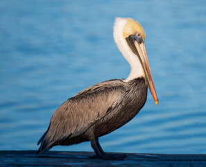 Pelicans of Surf City, NC