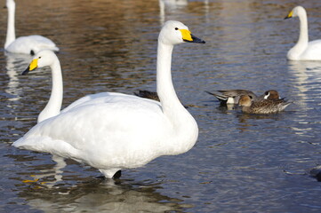 Obraz premium 厳しい寒さを避けて越冬で飛来地へと渡ってきた、美しい白い羽毛のオオハクチョウ