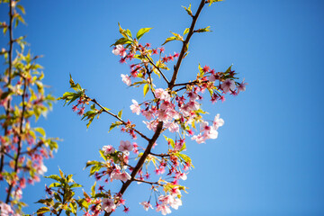 青空の下の桜