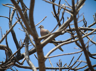 bird on a branch