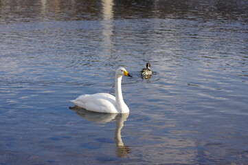 Naklejka premium 厳しい寒さを避けて越冬で飛来地へと渡ってきた、美しい白い羽毛のオオハクチョウ