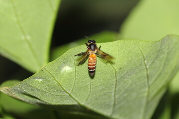 A wild honey bee sitting on the green leaves of a tree in the garden,