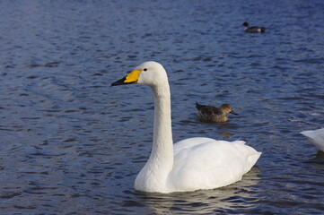 Obraz premium 厳しい寒さを避けて越冬で飛来地へと渡ってきた、美しい白い羽毛のオオハクチョウ
