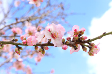 background of spring cherry blossoms tree. selective focus