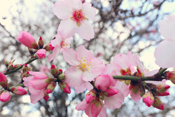 background of spring cherry blossoms tree. selective focus