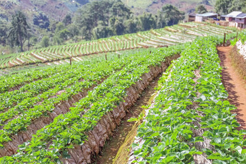 Fototapeta na wymiar Strawberry field on the hill in the north of Thailand