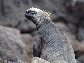 Marine Iguana, Galapagos, Ecuador