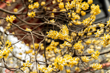 みつまたの花