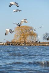 Seagulls on lake erie