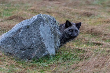 silver fox peaking around rock