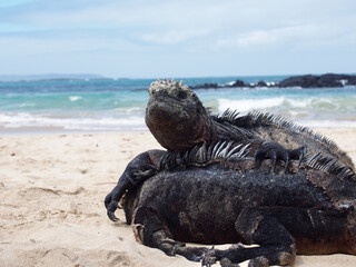 Marine Iguanas, Galapagos, Ecuador
