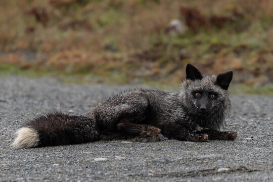 silver fox laying on gravel