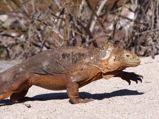 Land Iguana, Galapagos, Ecuador