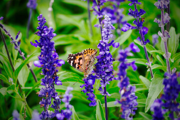 butterfly on a flower
