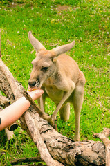 A woman feeds a kangaroo with her hand.