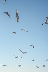 Seagulls on lake erie