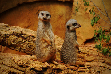 meerkat on guard duty